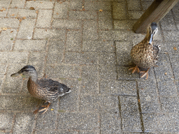 Ducks at the terrace of the Kongo restaurant at the Safaripark Beekse Bergen