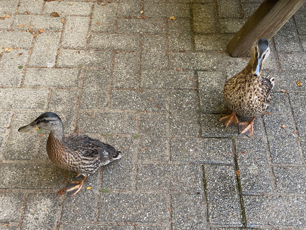 Ducks at the terrace of the Kongo restaurant at the Safaripark Beekse Bergen