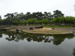 Hippopotamuses at the Safaripark Beekse Bergen