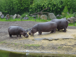 Hippopotamuses at the Safaripark Beekse Bergen