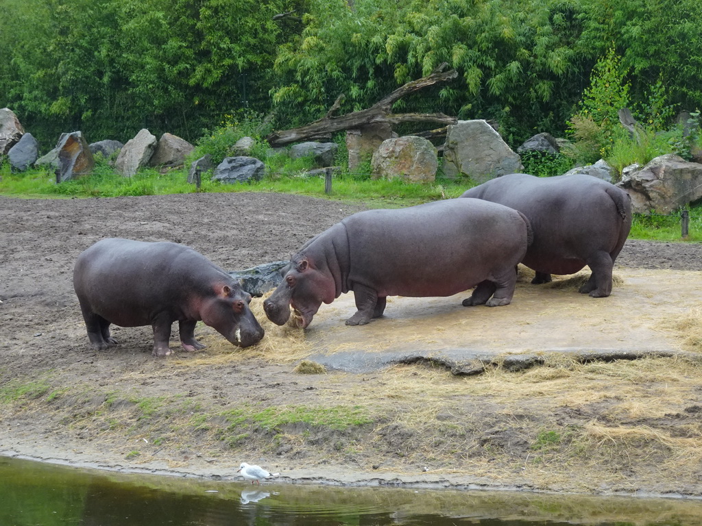 Hippopotamuses at the Safaripark Beekse Bergen