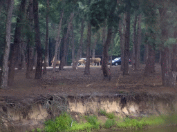 Bantengs and cars doing the Autosafari at the Safaripark Beekse Bergen, viewed from the safari boat during the Boatsafari