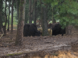 Yaks at the Safaripark Beekse Bergen, viewed from the safari boat during the Boatsafari