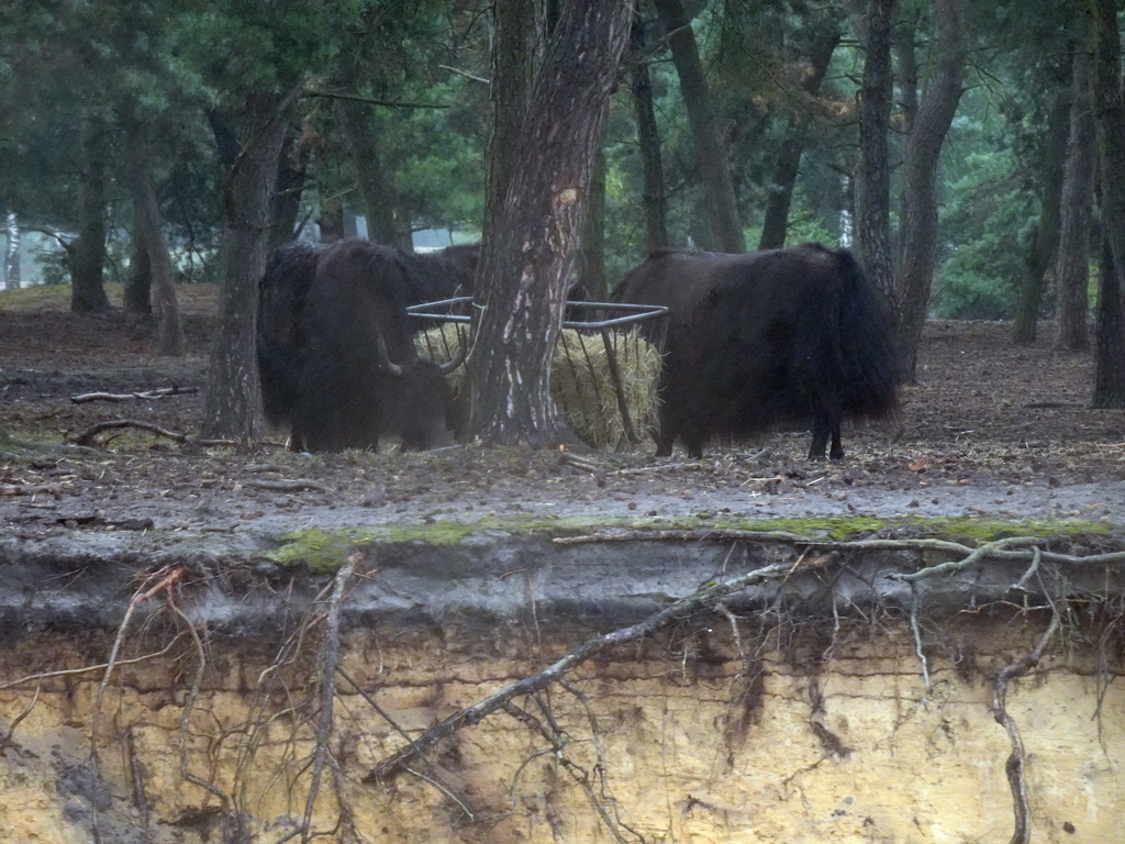 Yaks at the Safaripark Beekse Bergen, viewed from the safari boat during the Boatsafari