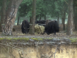 Yaks at the Safaripark Beekse Bergen, viewed from the safari boat during the Boatsafari