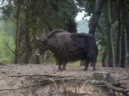 Yak at the Safaripark Beekse Bergen, viewed from the safari boat during the Boatsafari