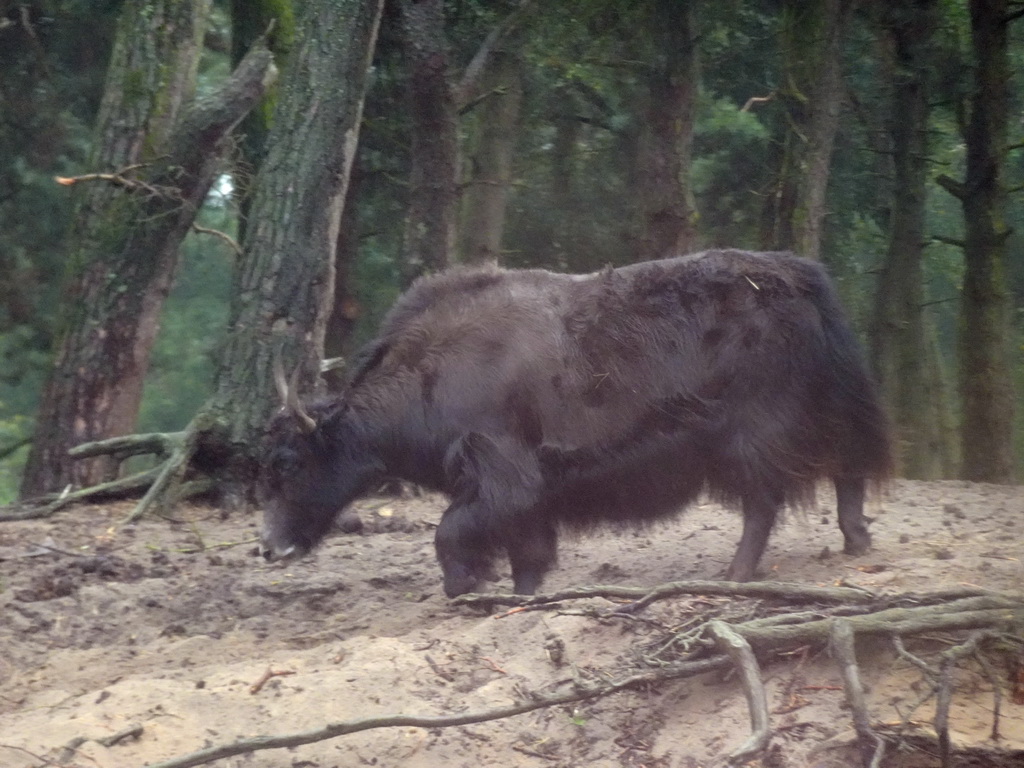 Yak at the Safaripark Beekse Bergen, viewed from the safari boat during the Boatsafari