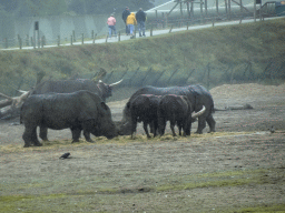 Square-lipped Rhinoceros and Watusi Cattle at the Safaripark Beekse Bergen, viewed from the safari boat during the Boatsafari