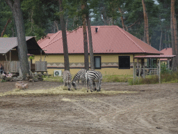 Grévy`s Zebras and Ostrich at the Serengeti area at the Safari Resort at the Safaripark Beekse Bergen