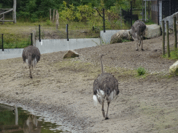 Ostriches at the Serengeti area at the Safari Resort at the Safaripark Beekse Bergen