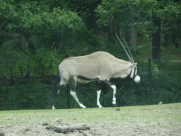 South African Oryx at the Safaripark Beekse Bergen, viewed from the car during the Autosafari