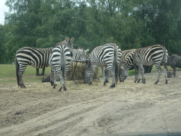 Grévy`s Zebras and Wildebeests at the Safaripark Beekse Bergen, viewed from the car during the Autosafari