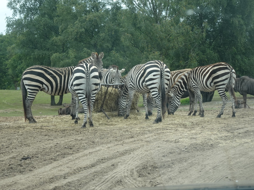 Grévy`s Zebras and Wildebeests at the Safaripark Beekse Bergen, viewed from the car during the Autosafari