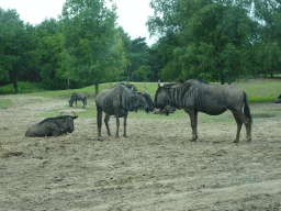 Wildebeests at the Safaripark Beekse Bergen, viewed from the car during the Autosafari