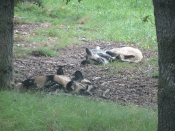 African Wild Dogs at the Safaripark Beekse Bergen, viewed from the car during the Autosafari