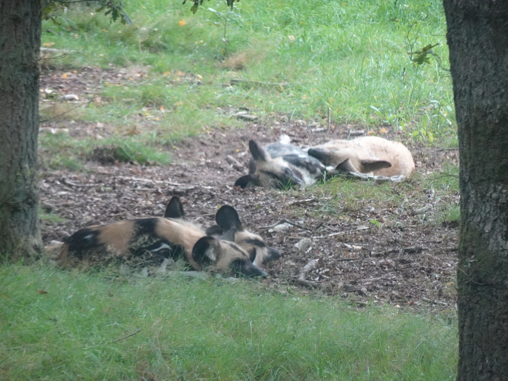 African Wild Dogs at the Safaripark Beekse Bergen, viewed from the car during the Autosafari