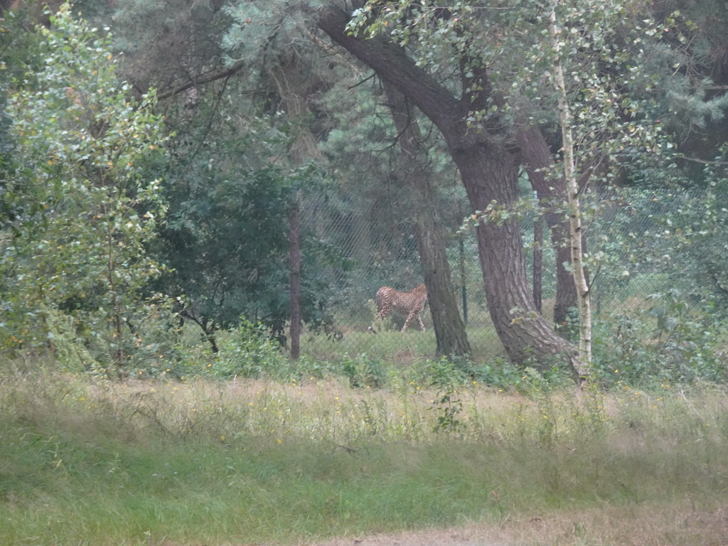 Cheetah at the Safaripark Beekse Bergen, viewed from the car during the Autosafari