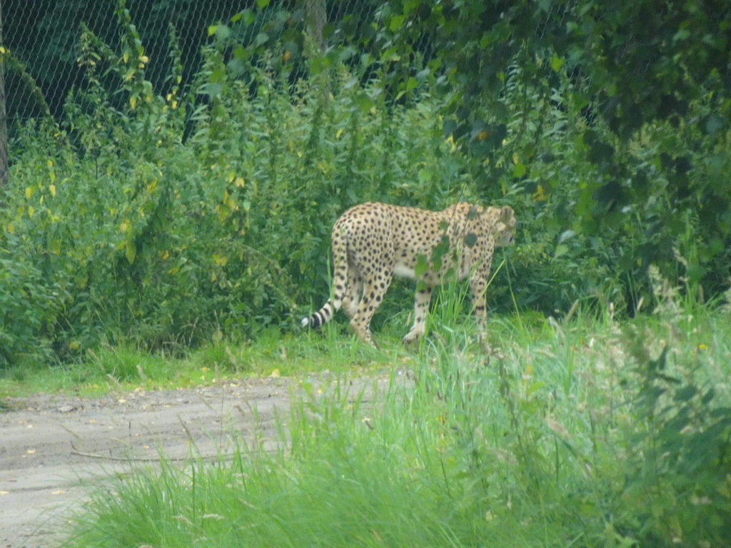 Cheetah at the Safaripark Beekse Bergen, viewed from the car during the Autosafari