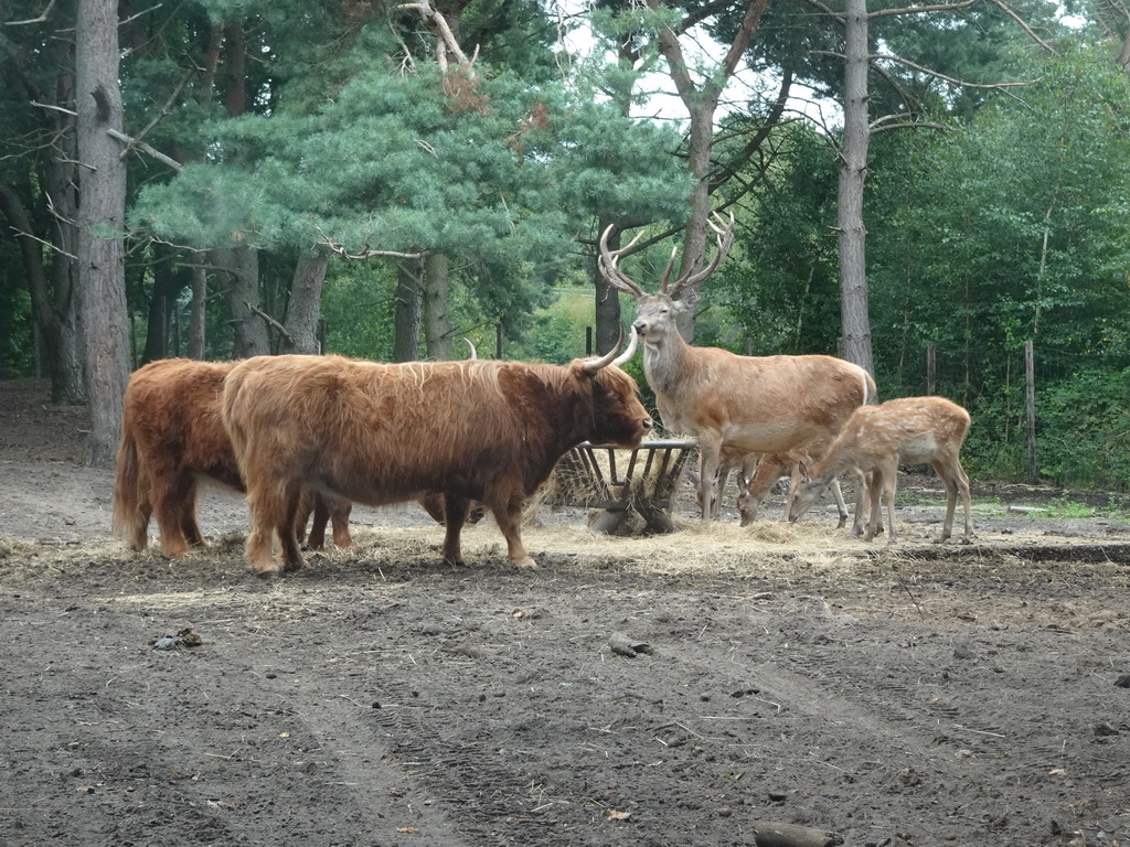 Highland Cattle and Red Deer at the Safaripark Beekse Bergen, viewed from the car during the Autosafari