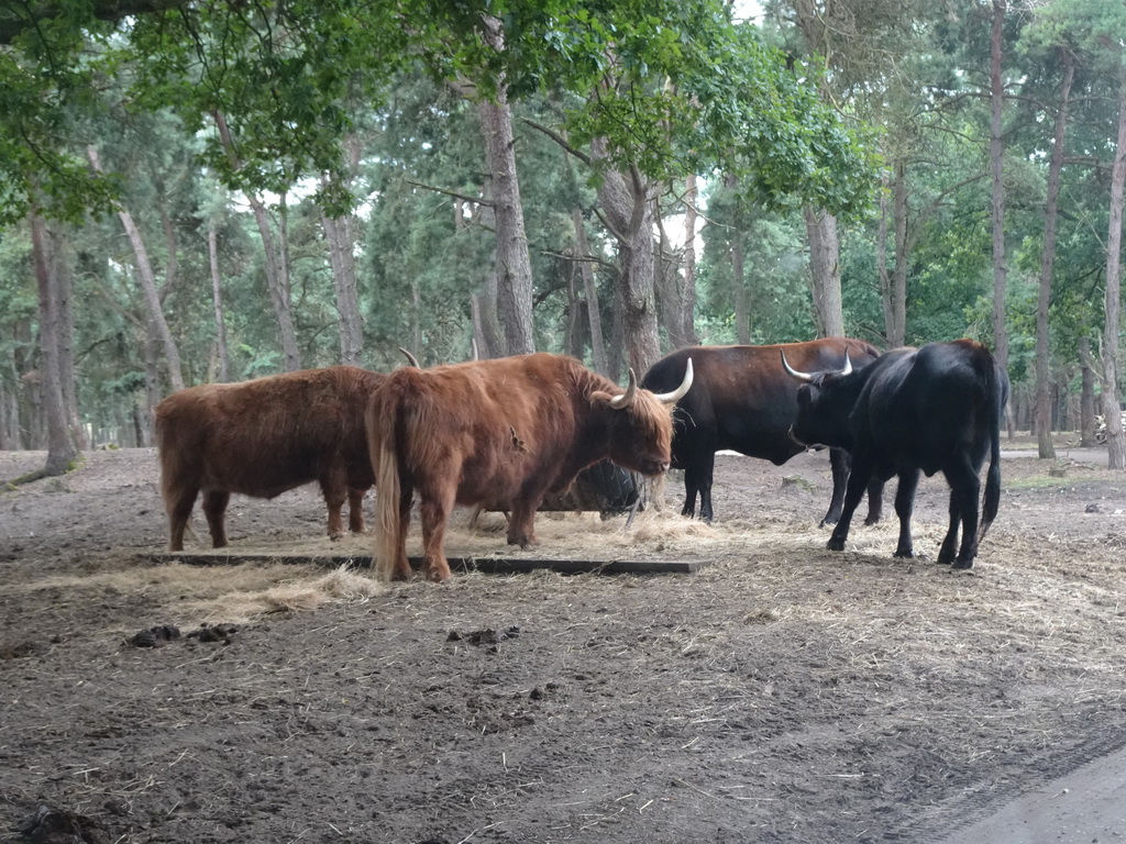 Highland Cattle at the Safaripark Beekse Bergen, viewed from the car during the Autosafari