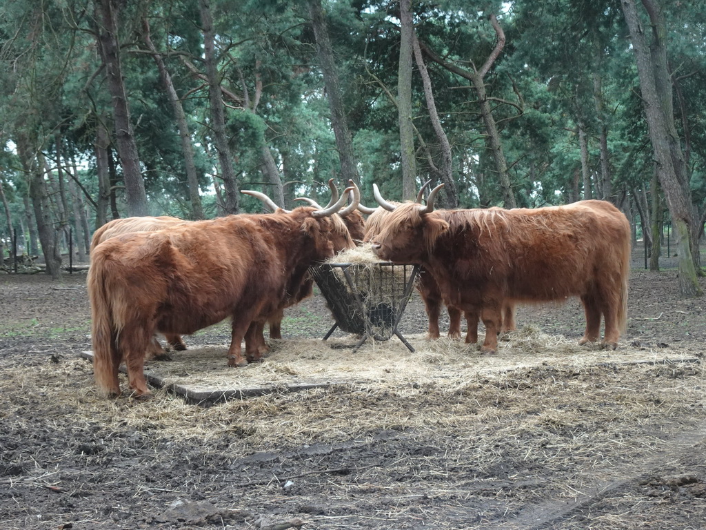 Highland Cattle at the Safaripark Beekse Bergen, viewed from the car during the Autosafari