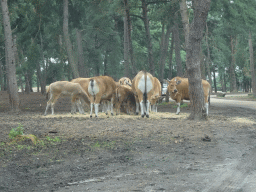 Bantengs at the Safaripark Beekse Bergen, viewed from the car during the Autosafari