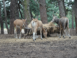 Père David`s Deer at the Safaripark Beekse Bergen, viewed from the car during the Autosafari