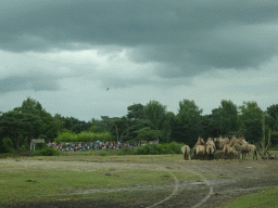 Camels, Przewalski`s Horses and the Birds of Prey Safari area at the Safaripark Beekse Bergen, viewed from the car during the Autosafari