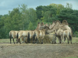 Camels and Przewalski`s Horses at the Safaripark Beekse Bergen, viewed from the car during the Autosafari