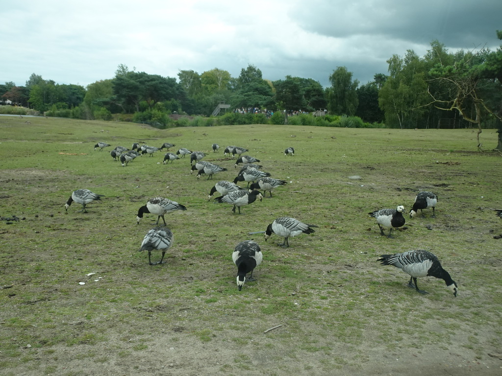 Geese and the Birds of Prey Safari area at the Safaripark Beekse Bergen, viewed from the car during the Autosafari