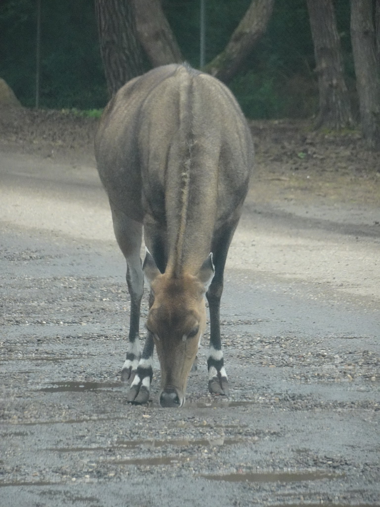 Nilgai at the Safaripark Beekse Bergen, viewed from the car during the Autosafari