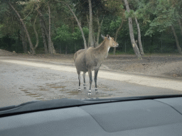 Nilgai at the Safaripark Beekse Bergen, viewed from the car during the Autosafari