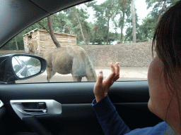 Miaomiao with Nilgais at the Safaripark Beekse Bergen, viewed from the car during the Autosafari