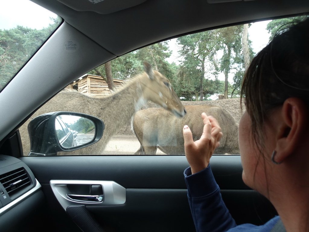 Miaomiao with Nilgais at the Safaripark Beekse Bergen, viewed from the car during the Autosafari