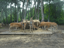 Sitatungas at the Safaripark Beekse Bergen, viewed from the car during the Autosafari