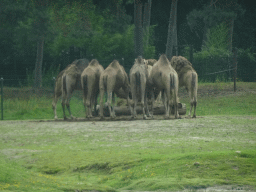 Dromedaries at the Safaripark Beekse Bergen, viewed from the car during the Autosafari