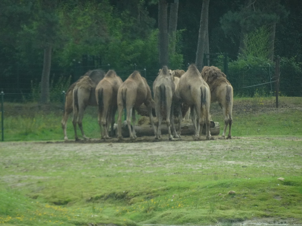 Dromedaries at the Safaripark Beekse Bergen, viewed from the car during the Autosafari