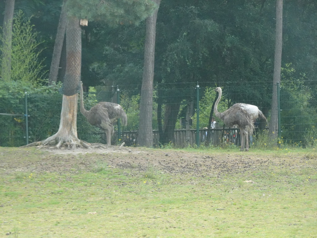 Ostriches at the Safaripark Beekse Bergen, viewed from the car during the Autosafari