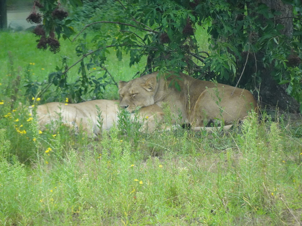 Lions at the Safaripark Beekse Bergen, viewed from the car during the Autosafari