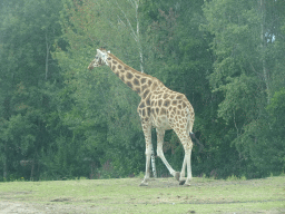 Rothschild`s Giraffe at the Safaripark Beekse Bergen, viewed from the car during the Autosafari