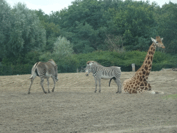 Grévy`s Zebras and Rothschild`s Giraffe at the Safaripark Beekse Bergen, viewed from the car during the Autosafari
