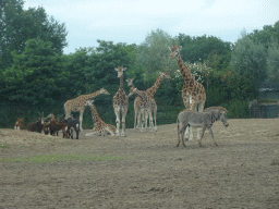 Sable Antelopes, Rothschild`s Giraffes and a Grévy`s Zebra at the Safaripark Beekse Bergen, viewed from the car during the Autosafari