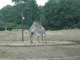 Grévy`s Zebras at the Safaripark Beekse Bergen, viewed from the car during the Autosafari