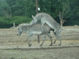 Grévy`s Zebras at the Safaripark Beekse Bergen, viewed from the car during the Autosafari