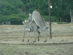 Grévy`s Zebras at the Safaripark Beekse Bergen, viewed from the car during the Autosafari