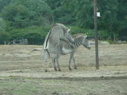 Grévy`s Zebras at the Safaripark Beekse Bergen, viewed from the car during the Autosafari