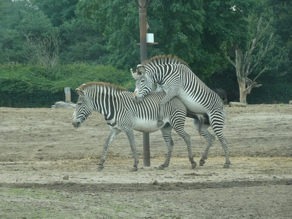 Grévy`s Zebras at the Safaripark Beekse Bergen, viewed from the car during the Autosafari