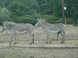 Grévy`s Zebras at the Safaripark Beekse Bergen, viewed from the car during the Autosafari