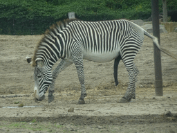 Grévy`s Zebra at the Safaripark Beekse Bergen, viewed from the car during the Autosafari