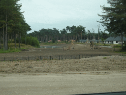 Rothschild`s Giraffes at the Serengeti area and holiday homes at the Safari Resort at the Safaripark Beekse Bergen, viewed from the car during the Autosafari